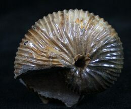 Beautiful Hoploscaphites Nodosus Ammonite #8962