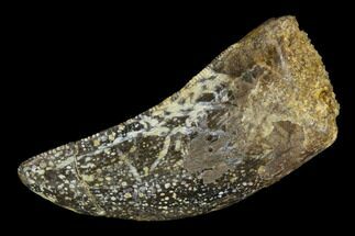 Tyrannosaur Tooth - Judith River Formation #128516