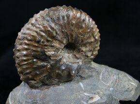 Hoploscaphites Ammonite - Great Display #8965