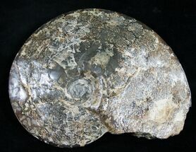 Placenticeras Ammonite - Free Of Matrix #8967