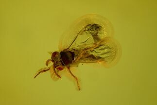 Unidentified Fossil Insect In Baltic Amber #128570