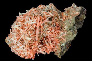 Crocoite Crystal Cluster - Tasmania #127946