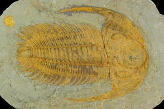 Acadoparadoxides Trilobite - Tinjdad, Morocco #128780