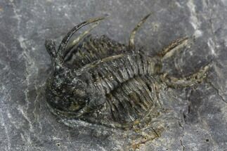 1.35" Spiny Ceratarges Trilobite - Mrakib, Morocco - Fossil #128948