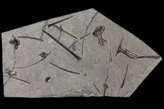 Plate of Fossil Belemnites and Ichthyosaurus Bones - Germany #129138