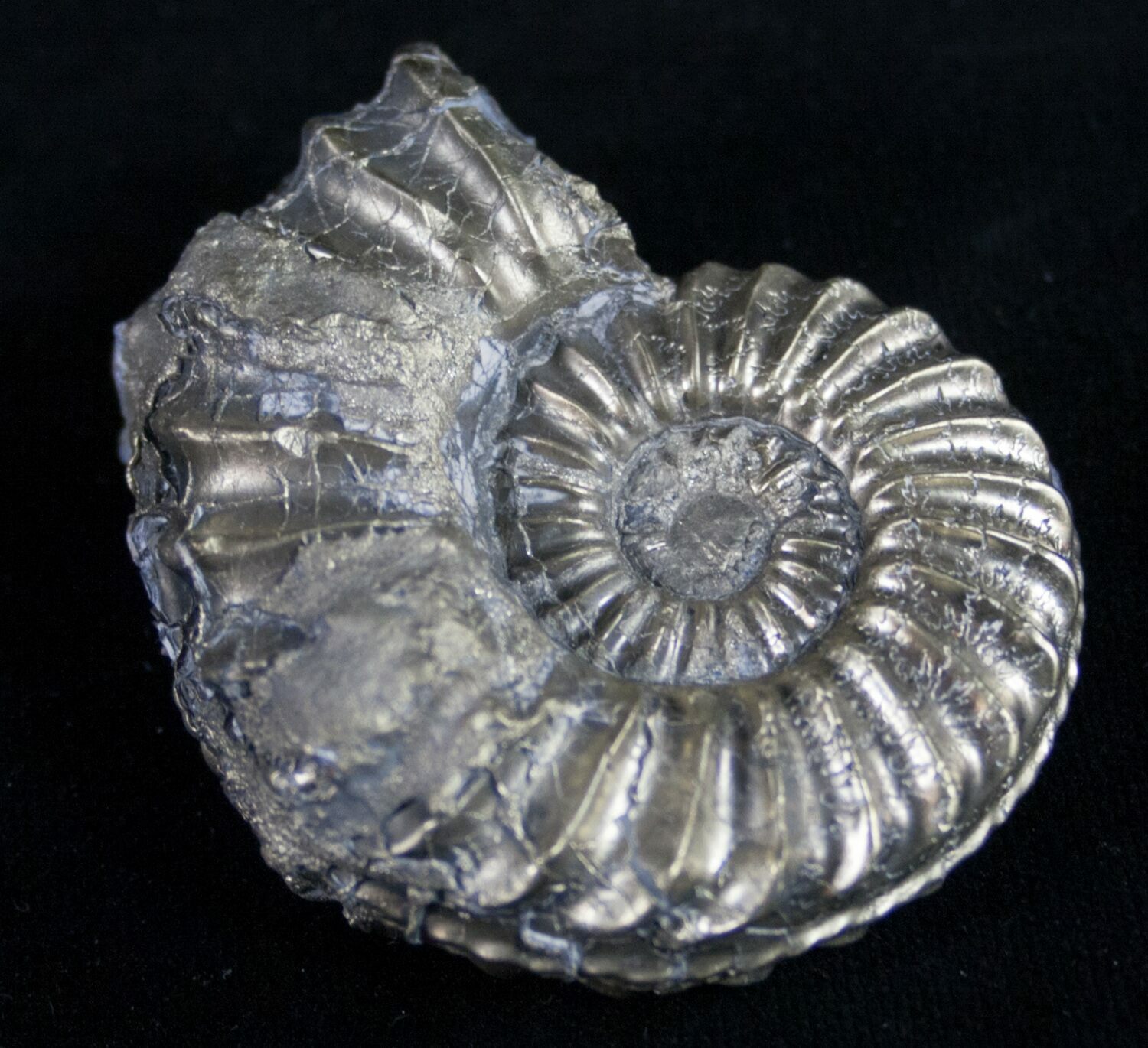 1.95" Pyritized Pleuroceras Ammonite - Germany For Sale (#9031 ...