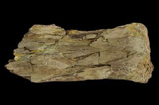 Fossil Pterosaur (Pteranodon) Phalange Section- Kansas #115209