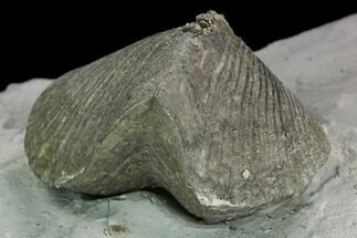 Pyrite Replaced Brachiopod (Paraspirifer) Fossil on Shale - Ohio #129605