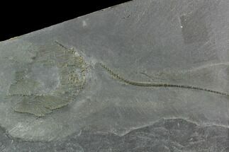 Pyritized Crinoid (Hapalocrinus) - Bundenbach, Germany #129608