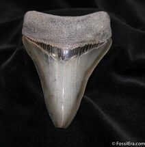 Glossy Inch Georgia Megalodon Tooth #1505