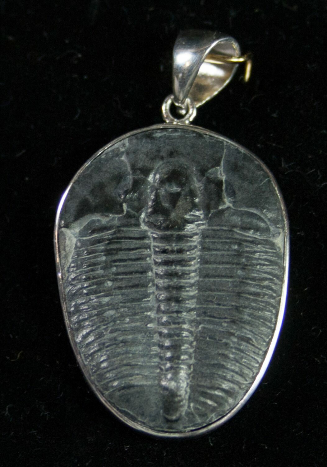 Sterling Silver Elrathia Trilobite Pendant For Sale (#9141) - FossilEra.com