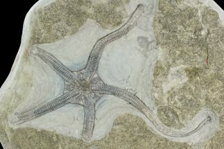Wide Fossil Brittle Star (Palaeocoma) - Whitby, England #130211