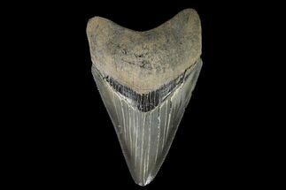 Serrated, Fossil Megalodon Tooth #129985