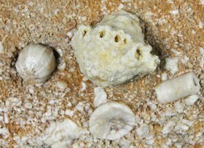 Fossil Crinoid (Actinocrinites) & Blastoid (Shizoblastus) - Missouri #130278