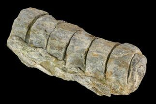 String of Ichthyosaurus Vertebrae - Whitby, England #130199
