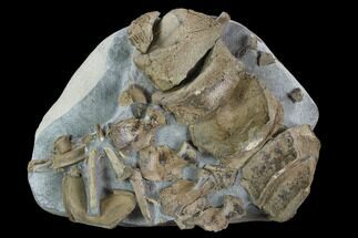 Cluster of Ichthyosaurus Vertebrae & Ribs - Whitby, England #130200