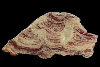 18.7" Polished Domal Stromatolite Slab - Western Australia - Fossil #130466