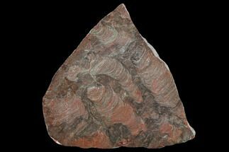 5.9" Polished Stromatolite (Inzeria) Slab - 800 Million Years - Fossil #130649