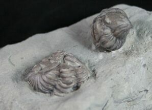 Two Enrolled Flexycalymene Trilobites - Ohio #9216