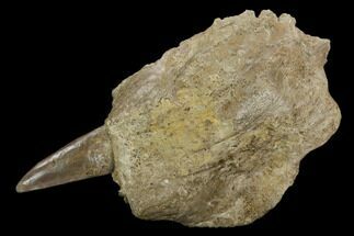 Xiphactinus Pre-Maxillary with Tooth - Smoky Hill Chalk, Kansas #130548