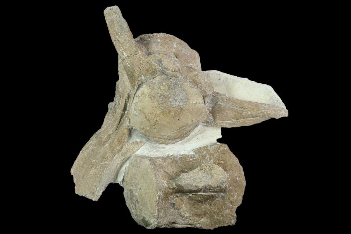 mosasaurus vertebrae