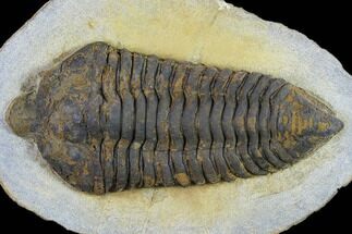 Rare, 5.6" Pradoella Trilobite - Jbel Kissane, Morocco - Fossil #131341