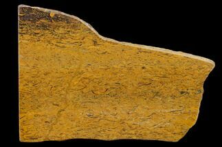 5.4" Polished Coquina Jasper Slab - India - Crystal #130901