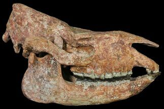 Running Rhino (Subhyracodon) Skull - South Dakota #131361