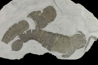 Plate of Eurypterids (Pterygotus) From New York - Rare Species #131495