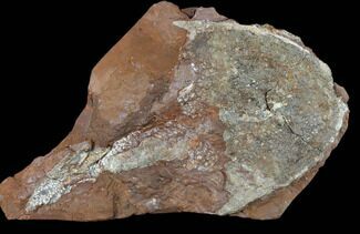 Devonian Armored Osteostracan (Victoraspis?) Fossil - Ukraine #131402