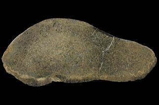 Polished Iguanodon Bone - Isle Of Wight #131198
