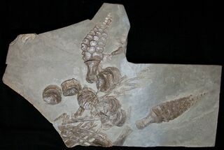 Partial Ichthyosaur From Posidonia Shale - x #9256