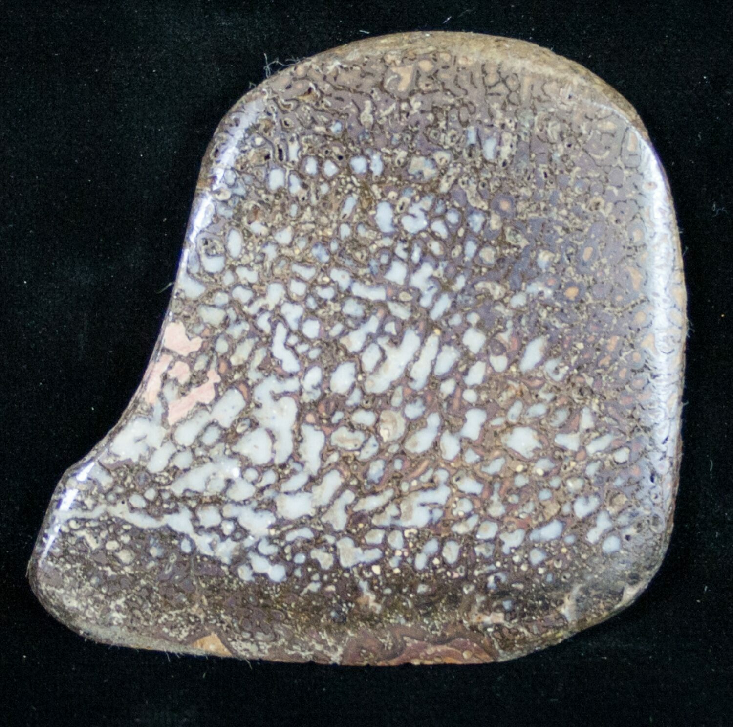 iguanodon fossil