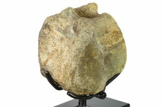 Fossil Hadrosaur (Brachylophosaurus) Vertebra - Montana #132011