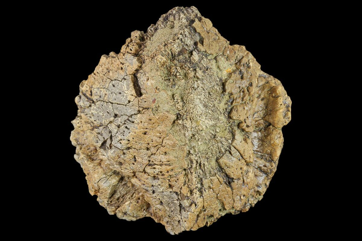 ankylosaurus fossils