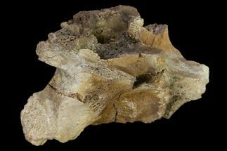 Dinosaur Braincase Section - Alberta (Disposition #-) #132030