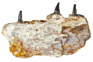 Cretaceous Crocodile Jaw Section With Composite Teeth #133346