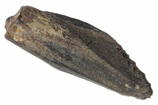 Hadrosaur (Duck-Billed Dinosaur) Tooth - Montana #133370