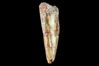 Fossil Phytosaur (Machaeroprosopus) Tooth - New Mexico #133292