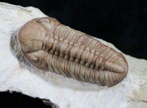 Kainops Trilobite - Black Cat Mountain #9388