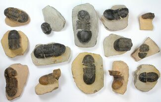 Lot: Paralejurus Trilobite Fossils - Pieces #134047