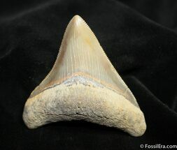 Beautifully Serrated / Inch Megalodon Tooth #1531
