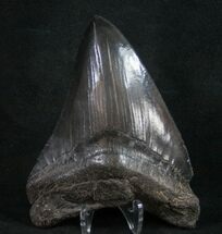 Megalodon Tooth - Medway Sound #9423