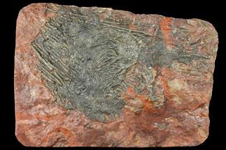 18.4" Silurian Fossil Crinoid (Scyphocrinites) Plate - Morocco - Fossil #134247