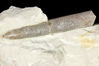 2.2" Belemnite Fossil In Rock - Jedrzejow, Poland - Fossil #134366