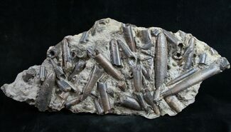 Belemnite Graveyard With Over Belemnites #9460