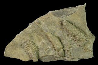Cruziana (Fossil Trilobite Trackway) - Missouri #134851