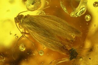 Detailed Fossil Caddisfly and Leaf in Baltic Amber #135022
