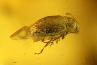 Fossil Beetle, Ant and Leaf In Baltic Amber #135032