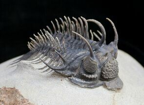 Amazing Spiny Comura Trilobite - #9469